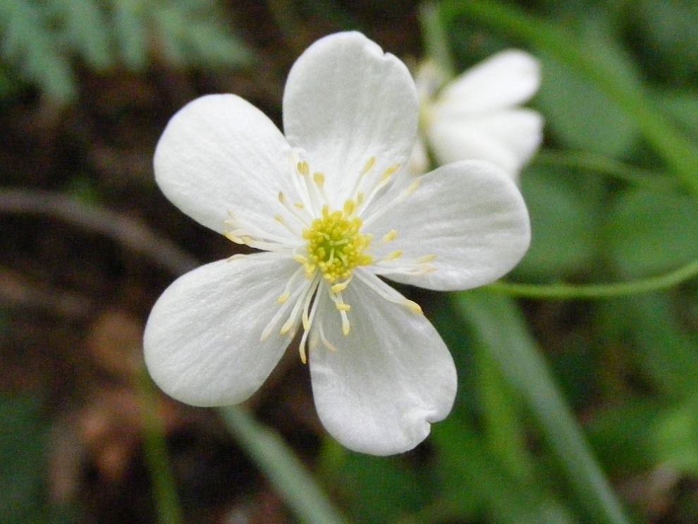 Ranunculus platanifolius / Ranuncolo a foglie di platano